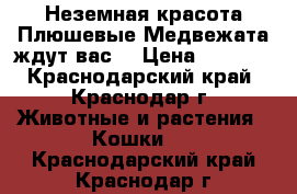 Неземная красота Плюшевые Медвежата ждут вас  › Цена ­ 9 500 - Краснодарский край, Краснодар г. Животные и растения » Кошки   . Краснодарский край,Краснодар г.